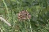 Allium taschkenticum