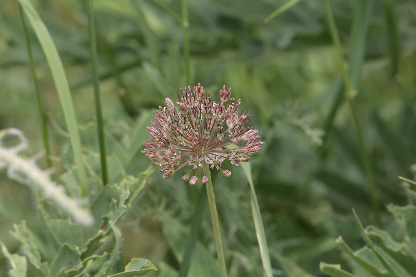 Image of Allium taschkenticum specimen.