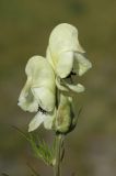 Aconitum anthoroideum