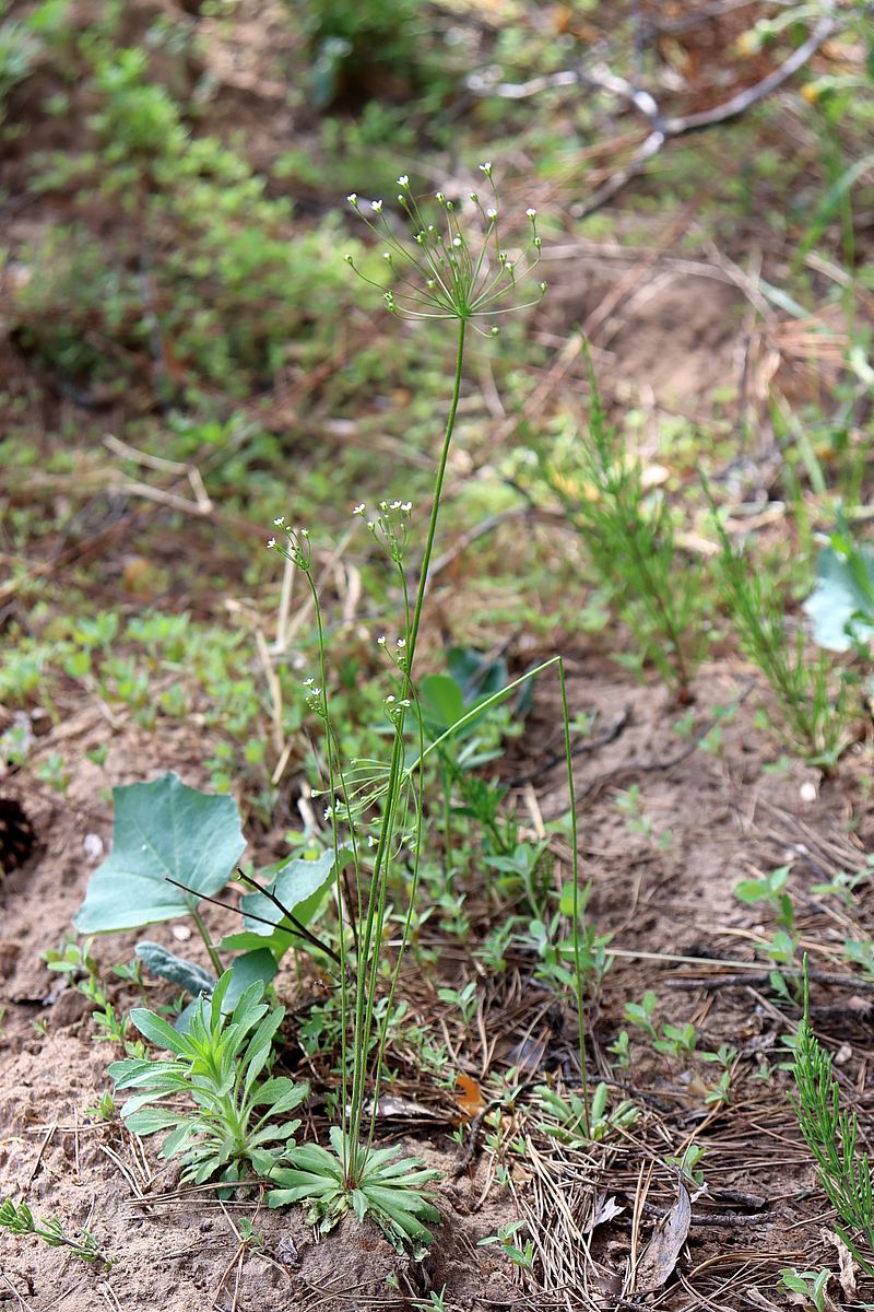 Image of Androsace septentrionalis specimen.