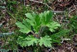 Ranunculus oxyspermus