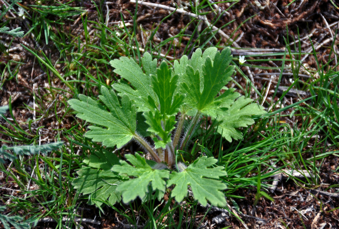 Image of Ranunculus oxyspermus specimen.