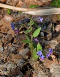 Pulmonaria obscura. Цветущее растение. Самарская обл., Жигулёвский заповедник, гора Стрельная, опушка широколиственного леса. 02.05.2021.