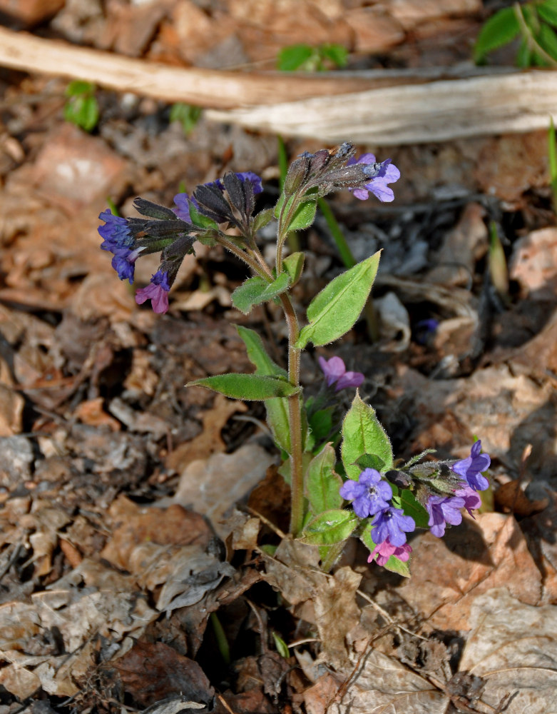 Изображение особи Pulmonaria obscura.