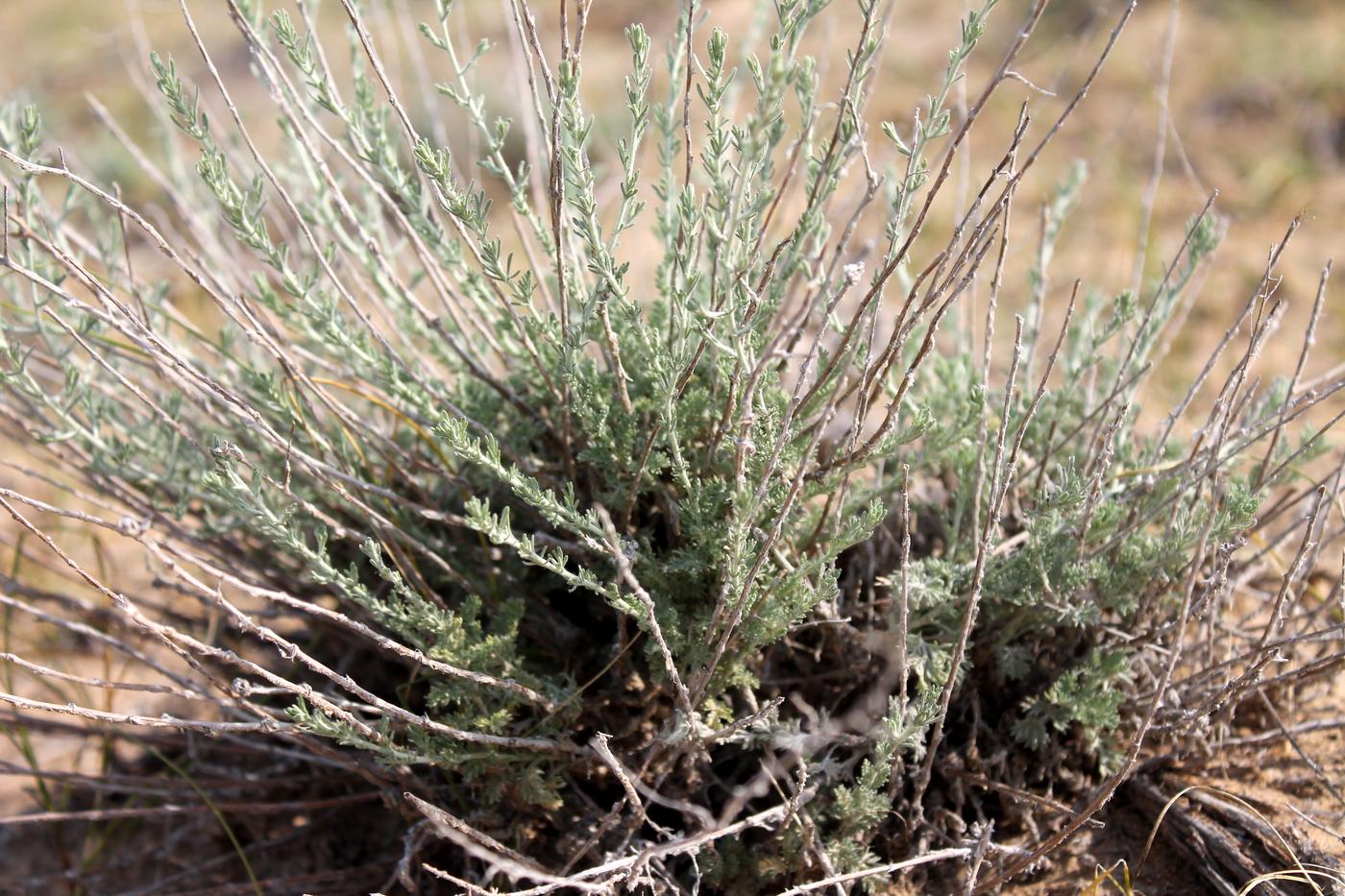 Изображение особи Artemisia terrae-albae.