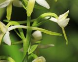 Platanthera metabifolia