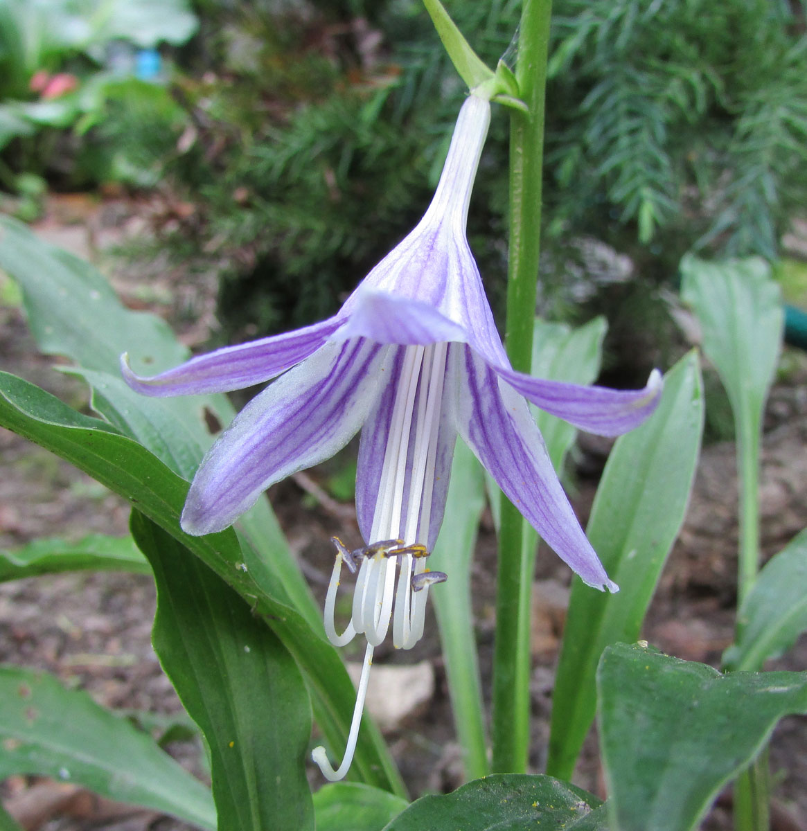 Image of Hosta longissima specimen.