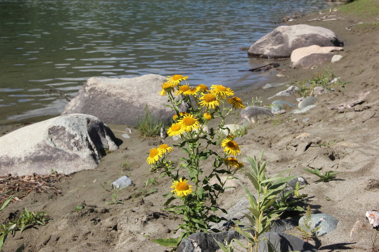 Image of Inula britannica specimen.