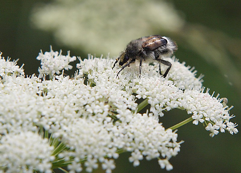 Image of Seseli seseloides specimen.