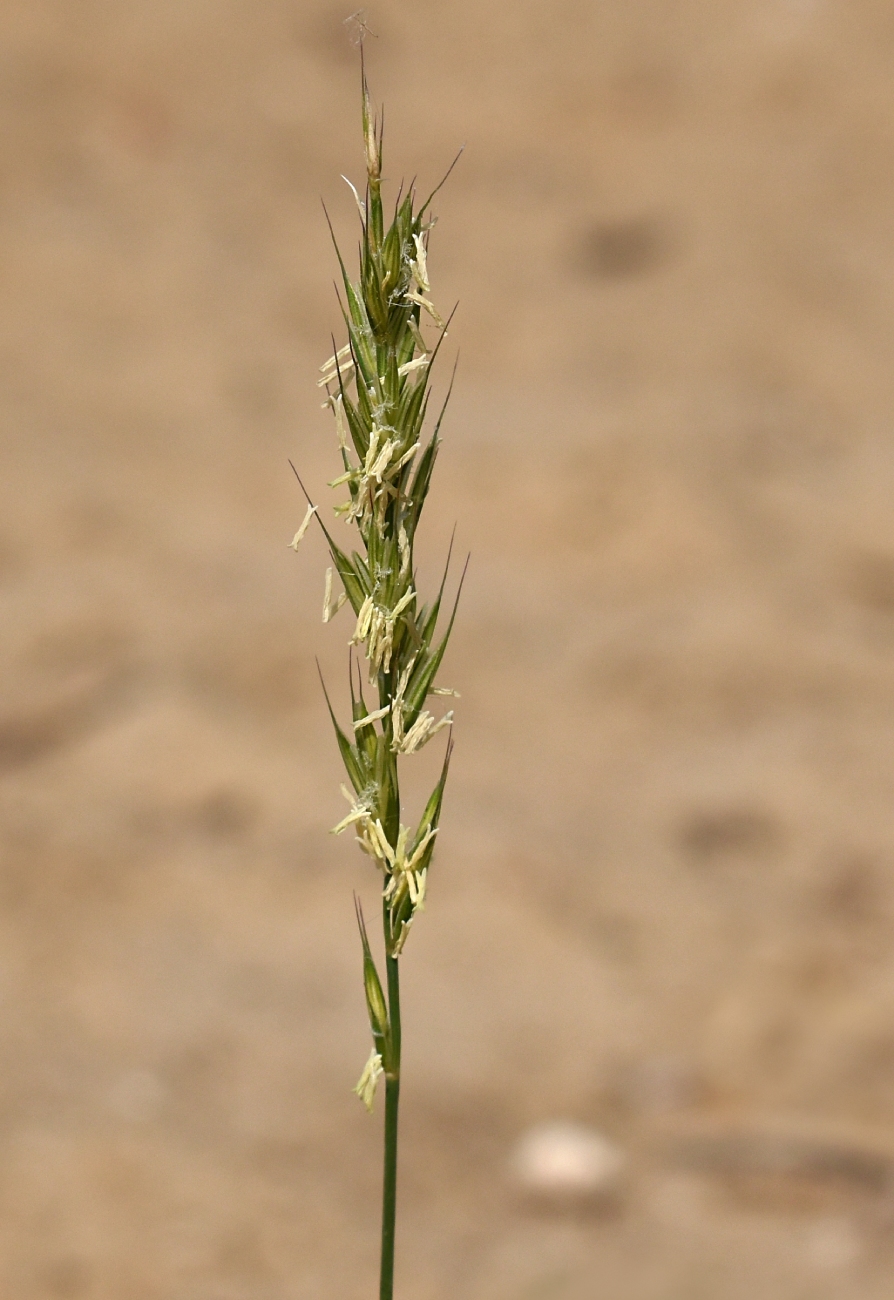 Изображение особи Elytrigia repens.