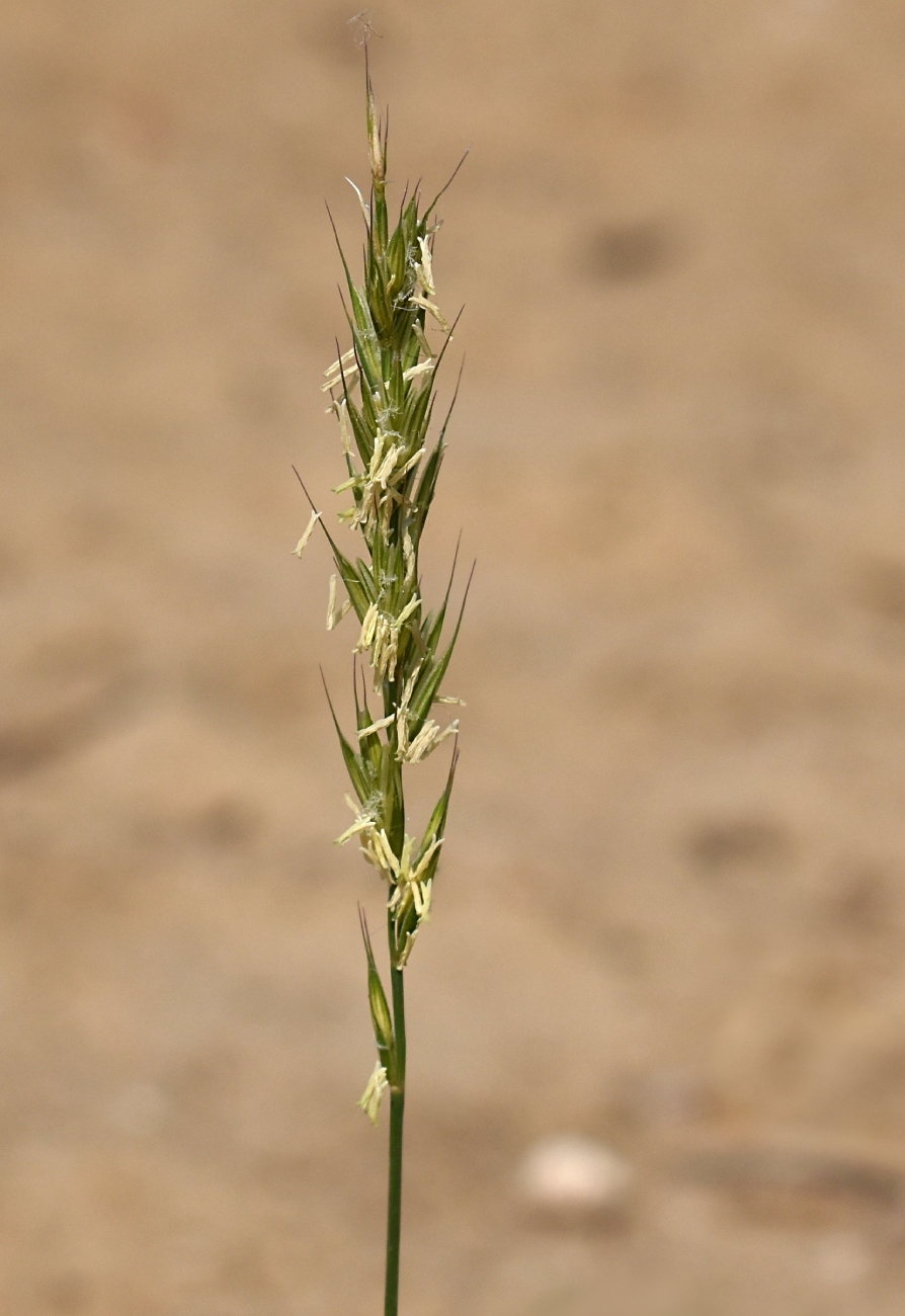 Изображение особи Elytrigia repens.