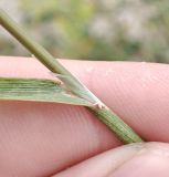 Agrostis gigantea