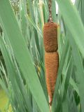 Typha latifolia