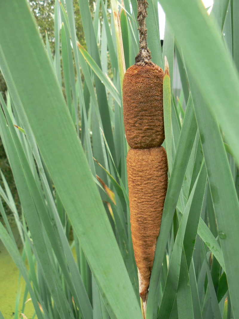 Изображение особи Typha latifolia.