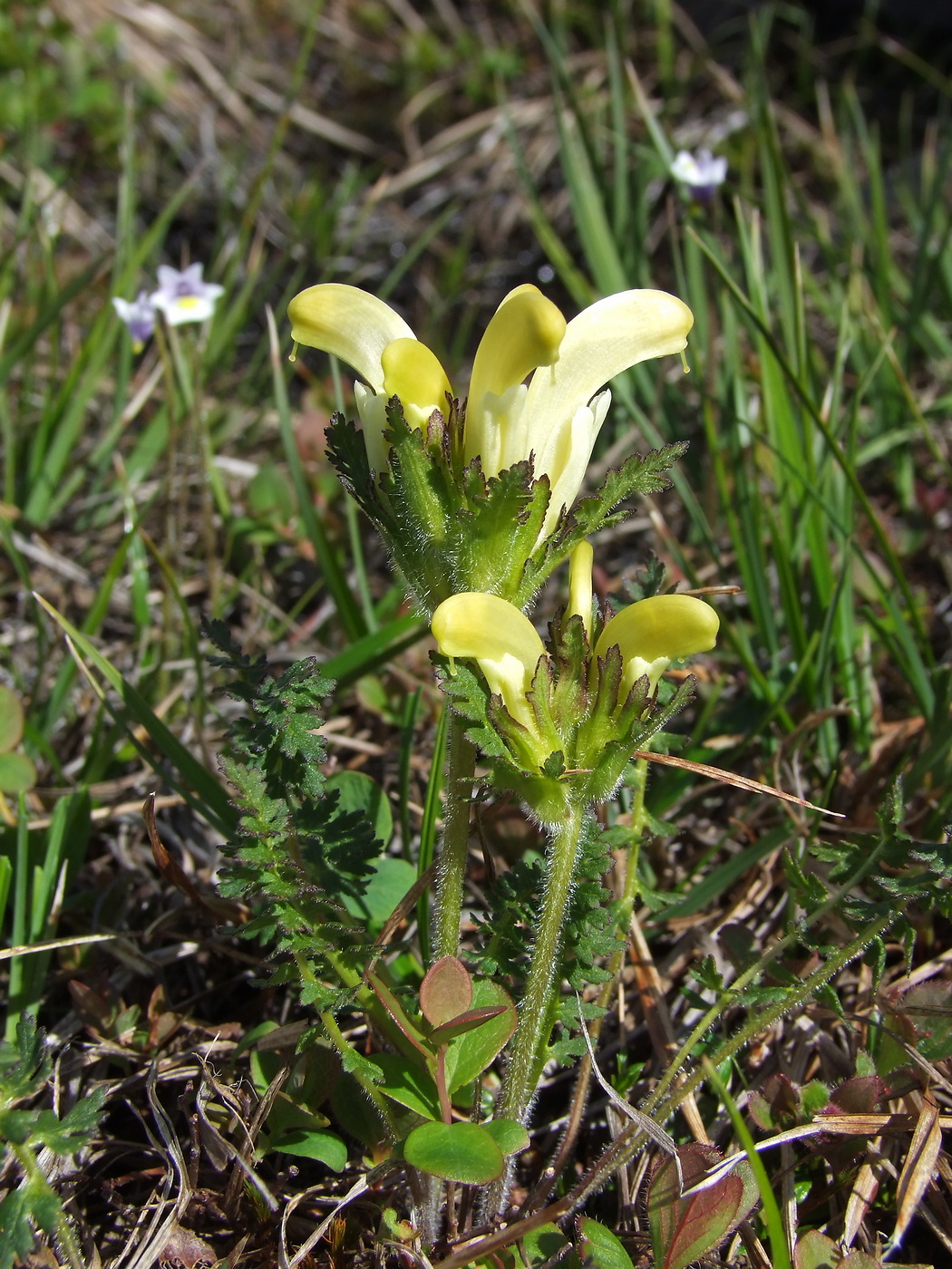 Image of Pedicularis capitata specimen.