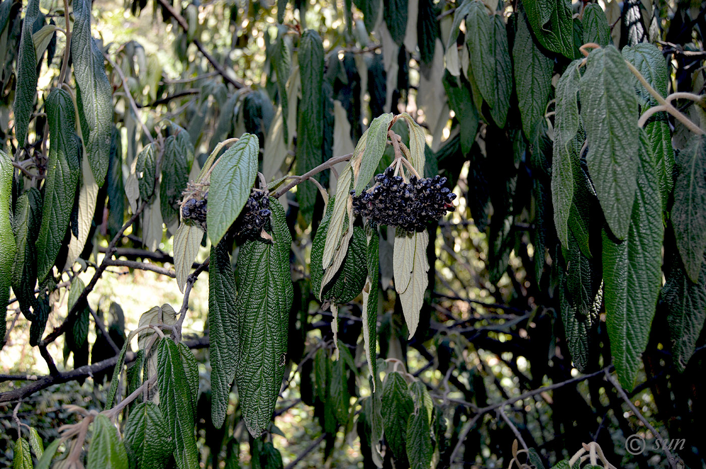 Image of Viburnum rhytidophyllum specimen.