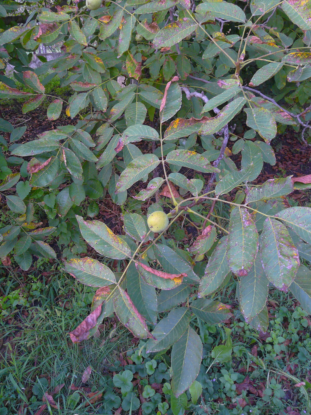 Image of Juglans regia specimen.