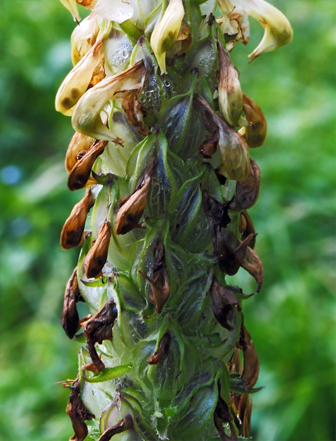 Image of Pedicularis compacta specimen.