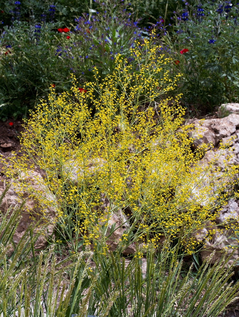 Изображение особи Crambe alutacea.