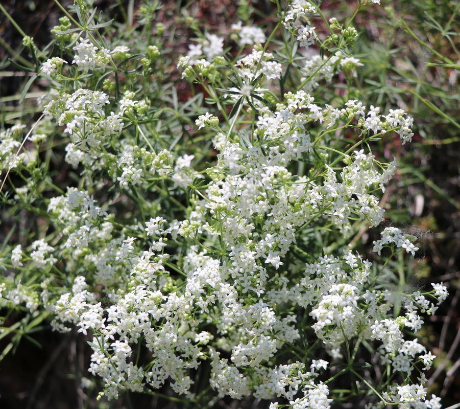 Image of Galium album specimen.