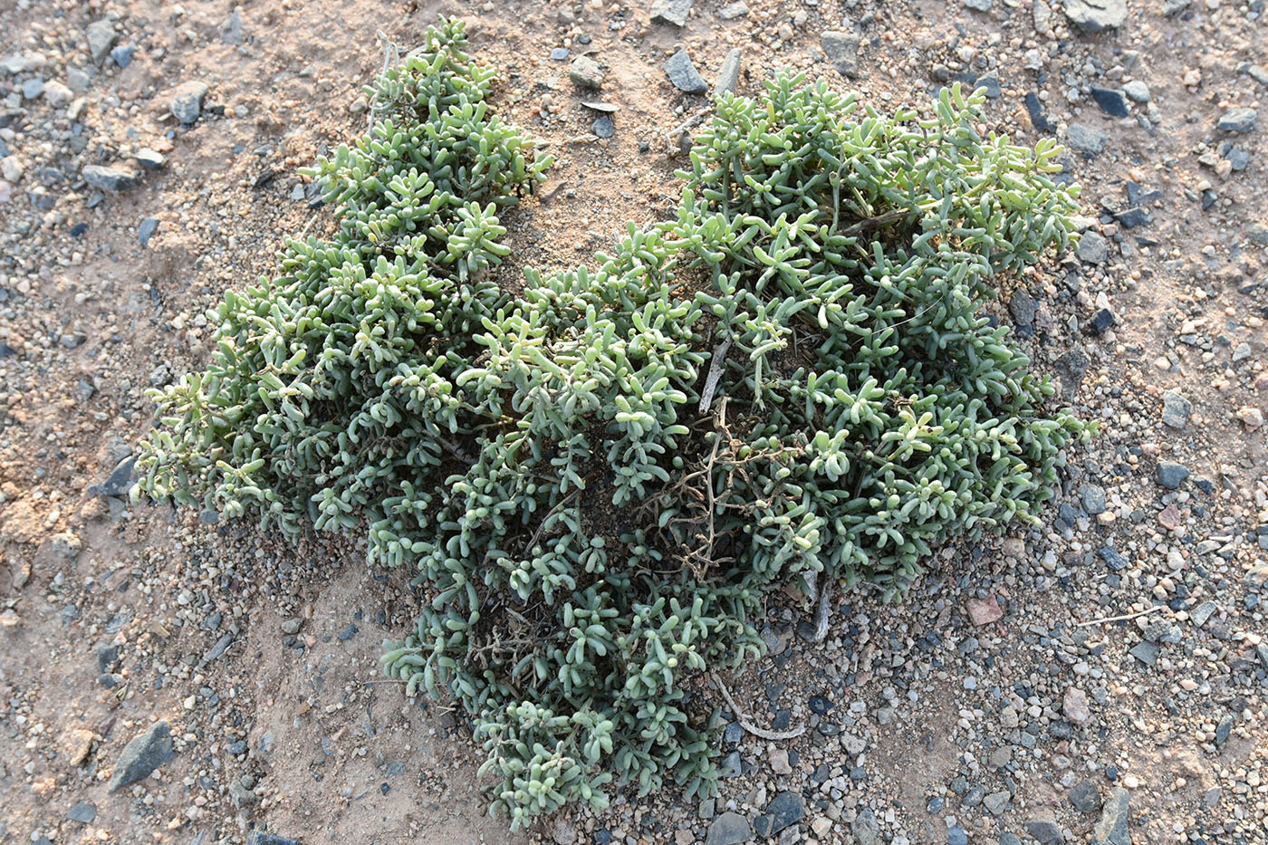 Изображение особи семейство Chenopodiaceae.