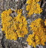 Xanthoria parietina