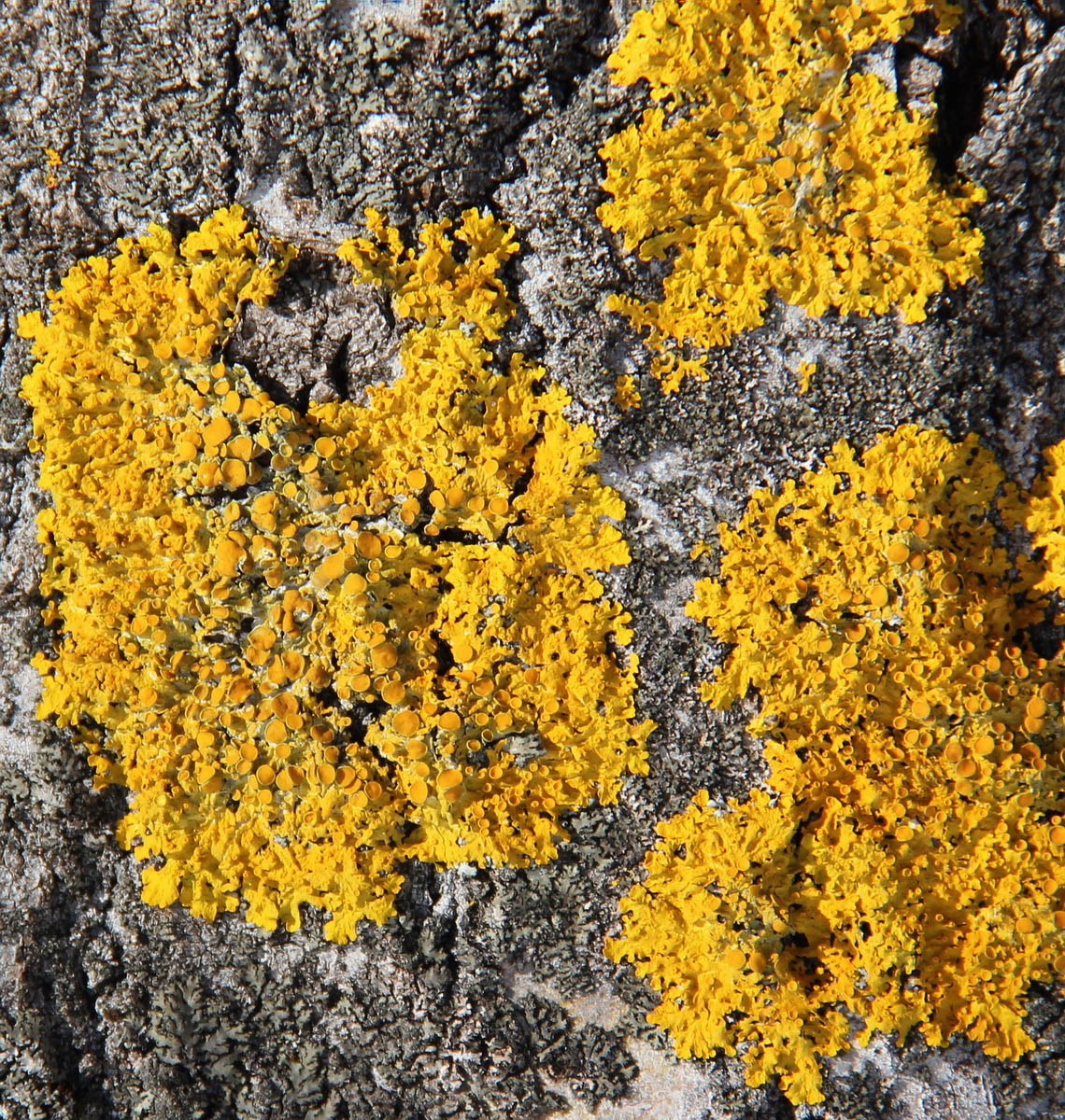 Image of Xanthoria parietina specimen.