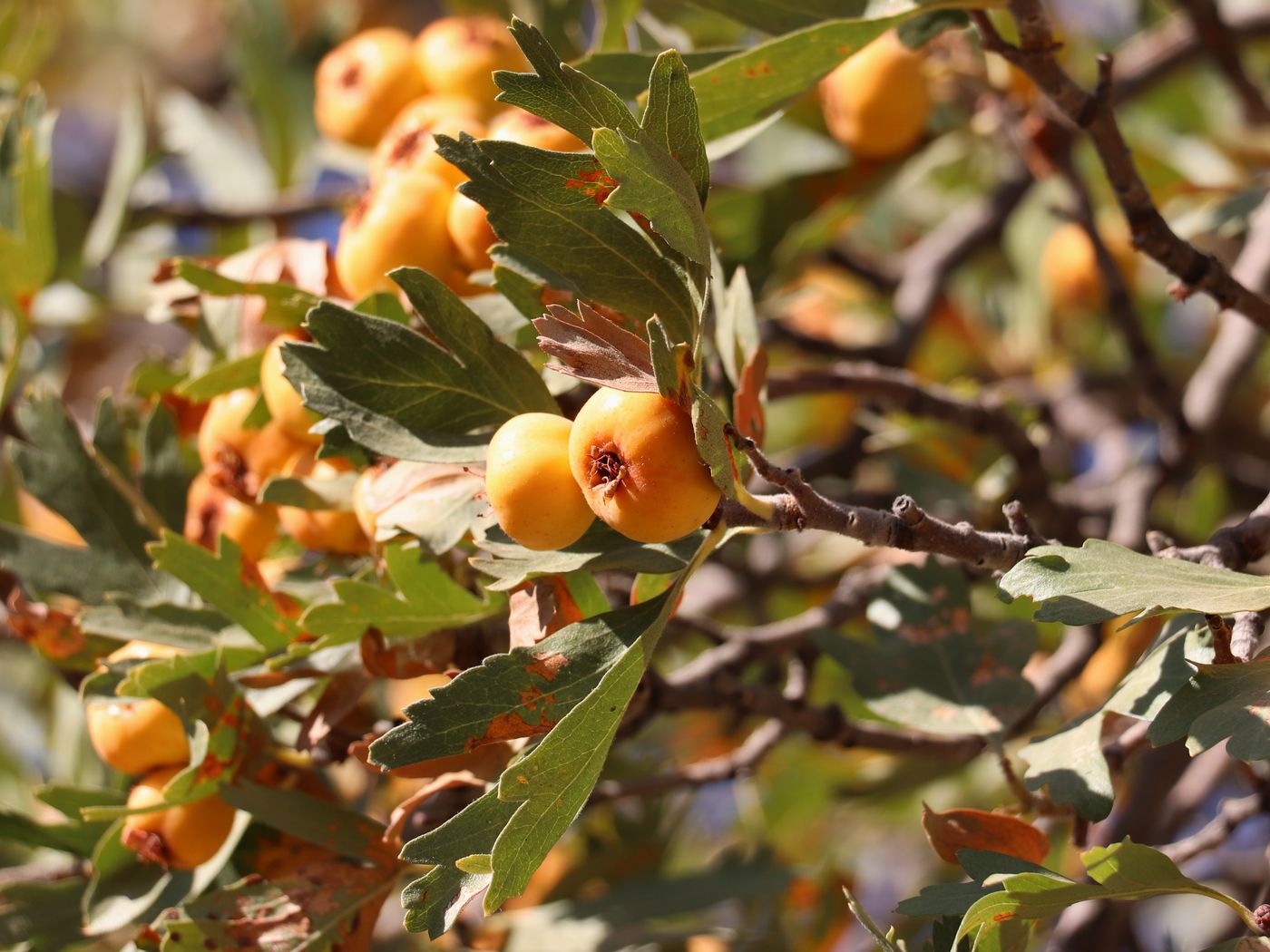 Image of Crataegus pontica specimen.