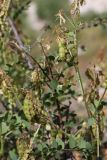 Hedysarum flavescens