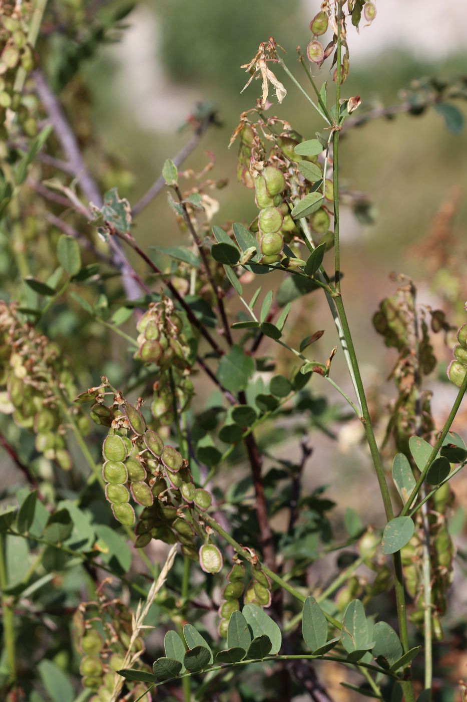 Изображение особи Hedysarum flavescens.