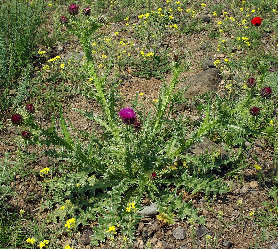 Изображение особи Carduus onopordioides.