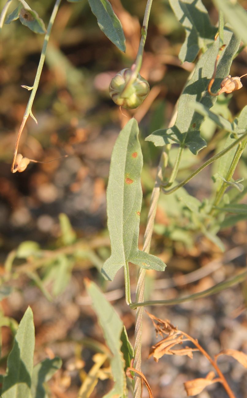 Image of Convolvulus chinensis specimen.