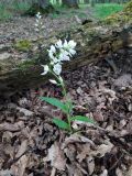 Cephalanthera longifolia