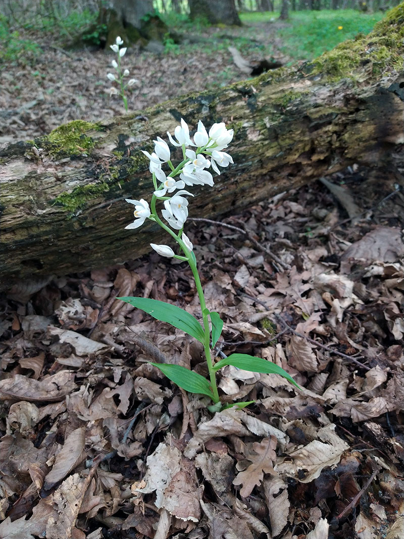 Image of Cephalanthera longifolia specimen.