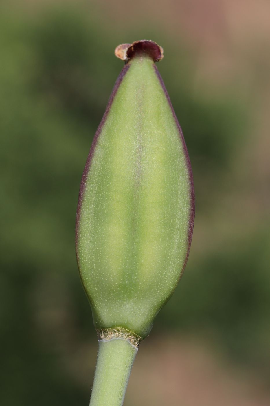 Image of Tulipa vvedenskyi specimen.