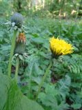 genus Taraxacum