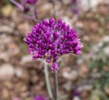 Allium carmeli