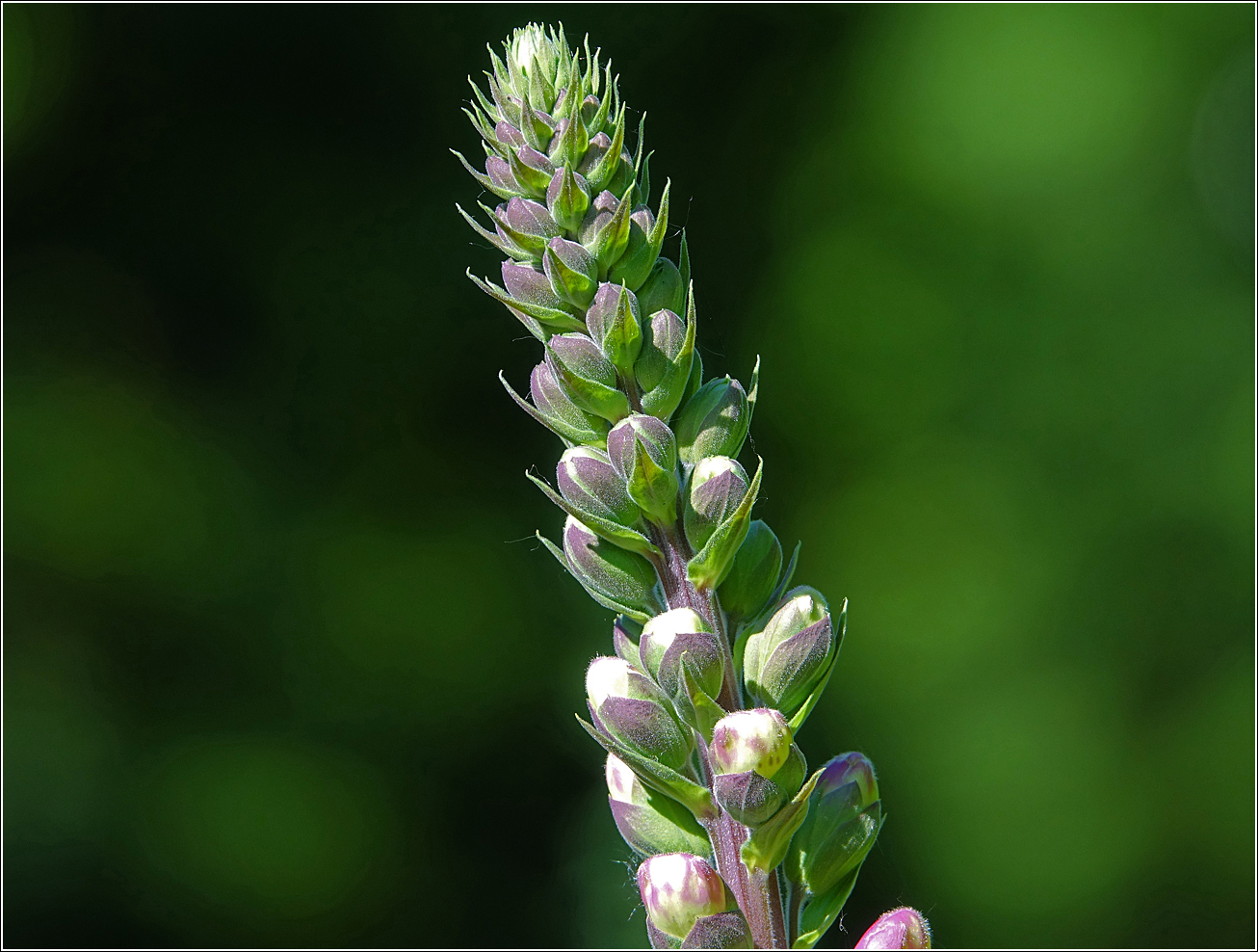 Image of Digitalis purpurea specimen.