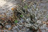 genus Pachypodium. Цветущее растение. Мадагаскар, провинция Туамасина, регион Ацинанана, заповедник \"Пальмариум\". 13.10.2016.