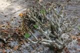 genus Pachypodium