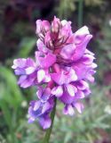 Oxytropis lapponica