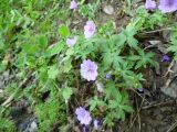 Geranium charlesii