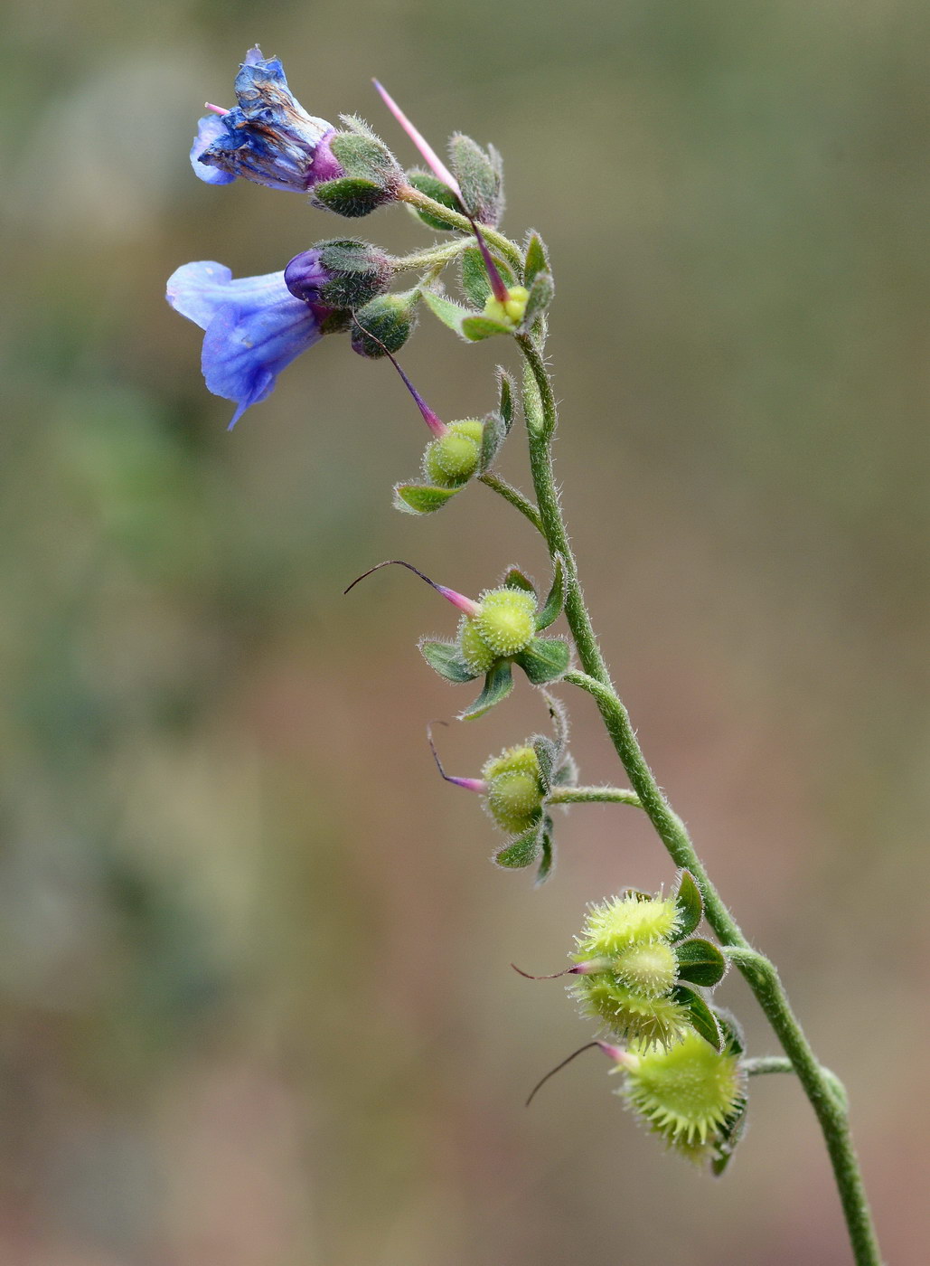 Изображение особи Lindelofia macrostyla.