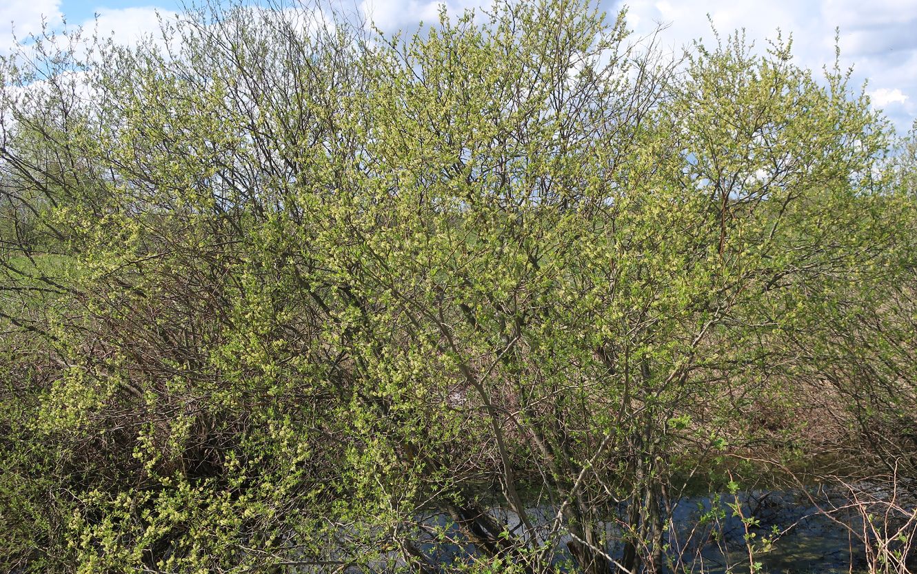 Image of Salix myrsinifolia specimen.