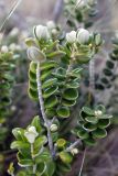 genus Tristaniopsis. Побеги с бутонами, цветком и листьями. Австралия, штат Тасмания, национальный парк \"Tasman\". 04.01.2011.
