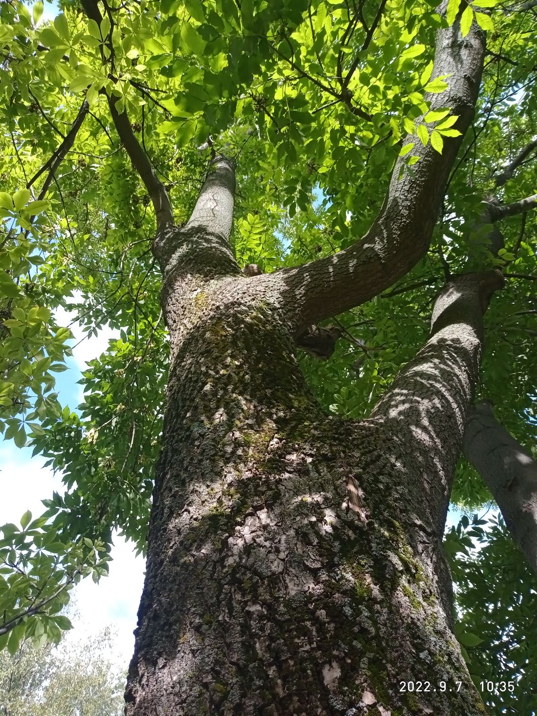 Изображение особи Fraxinus mandshurica.