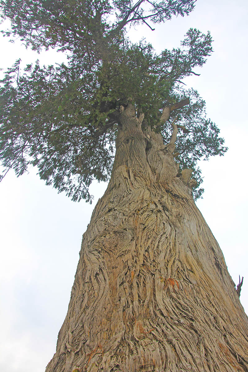 Image of familia Cupressaceae specimen.