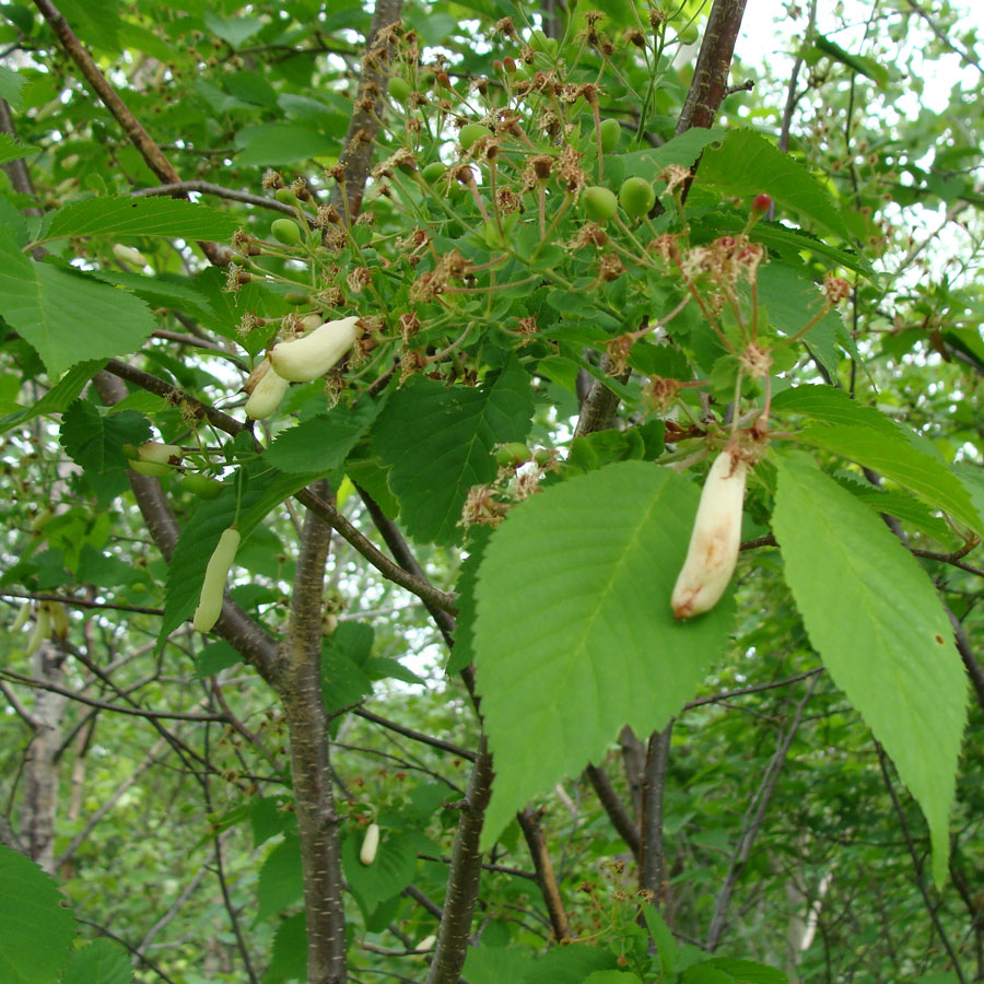 Image of Cerasus maximowiczii specimen.