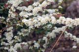 genus Spiraea. Цветущие побеги. Китай, провинция Юньнань, нац. парк Шилинь. 06.03.2017.