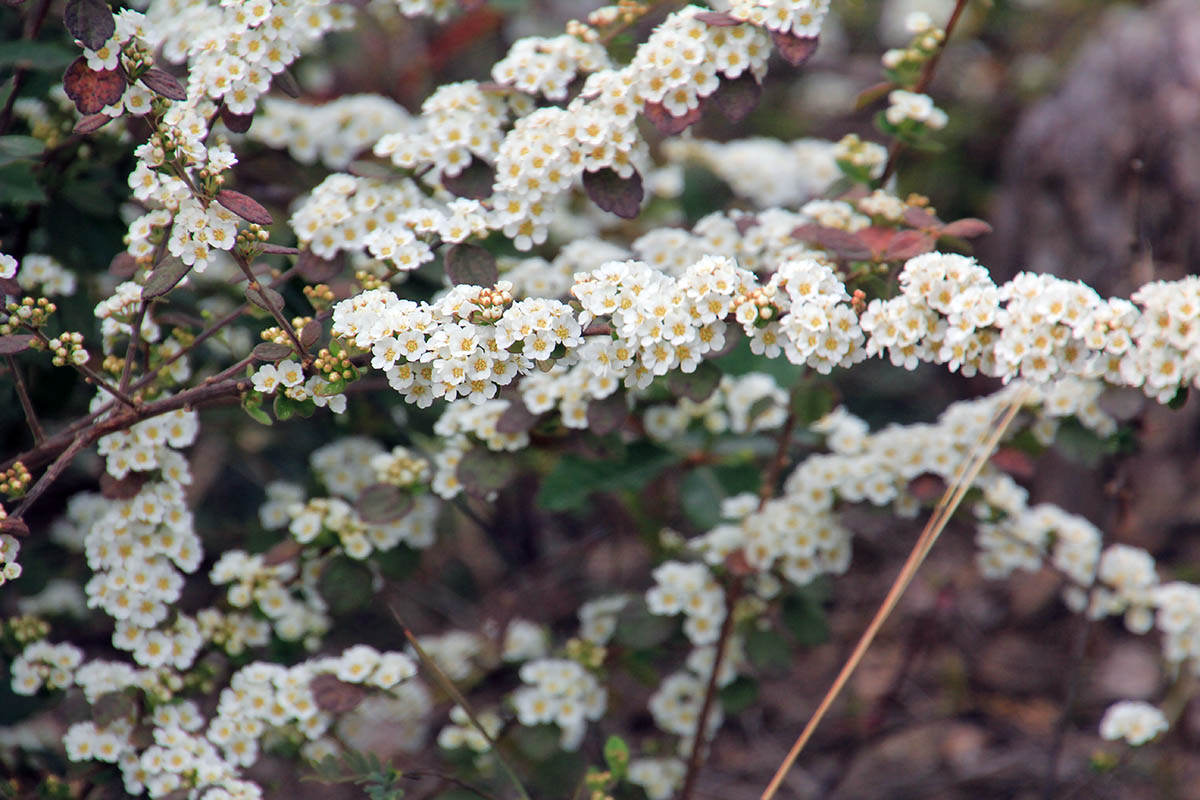 Image of genus Spiraea specimen.